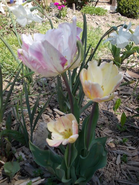 la saison des tulipes 2013 - Page 3 Dscn7530