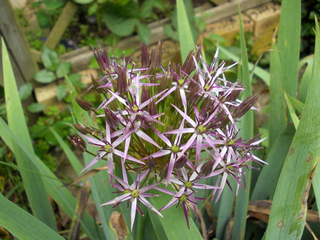 alliums  Dscn7758