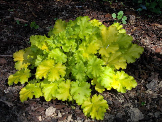 heuchèra et heucherella... Dscn7845