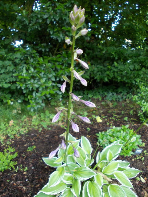 Hostas ! - Page 3 Dscn8144