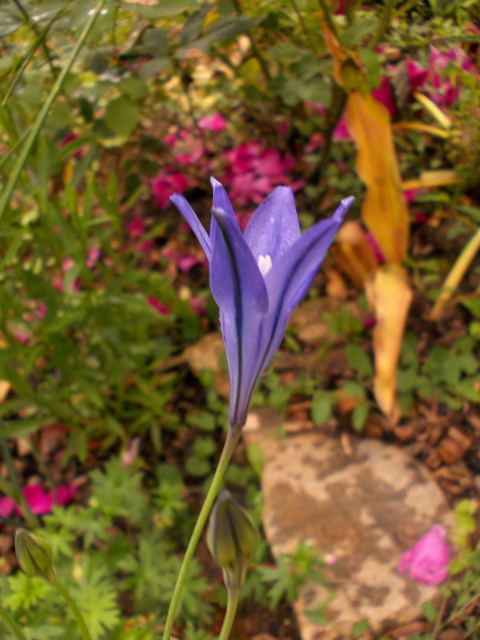 Brodiaea // Triteleia !!! Dscn8236