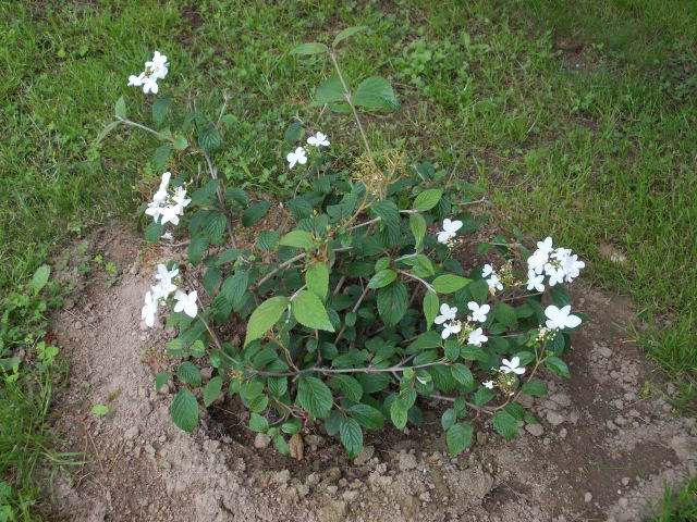 Viburnum plicatum 'Watanabe' !!! - Page 2 Dscn8633