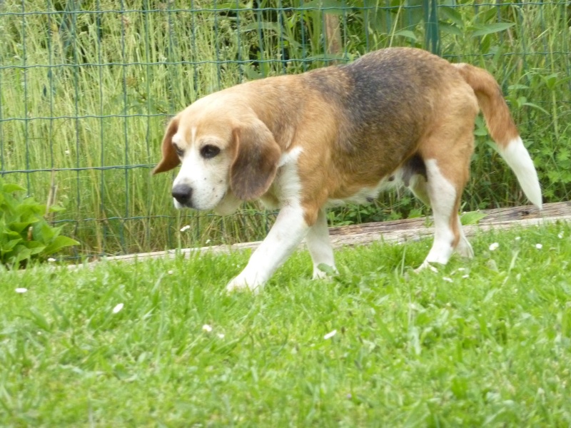 GARANCE - beagle 7 ans - Asso Orfee - en fa (85) Garanc18