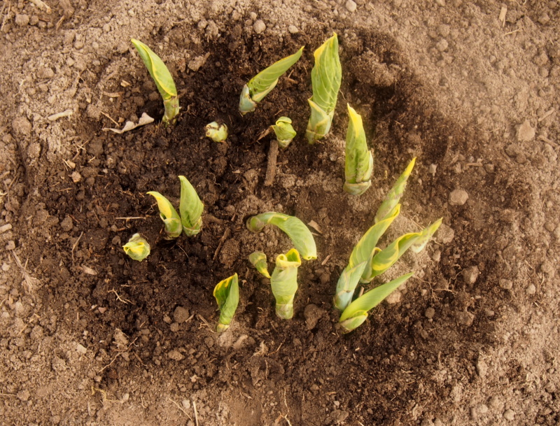 Tummelplatz für Hostaholiker (Hosta - Funkie) - Seite 20 P4175010