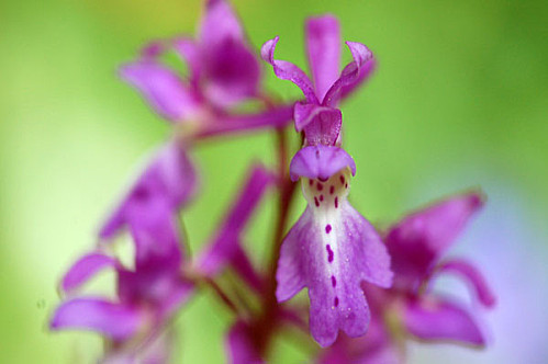 Orchis mâle - Orchis mascula 211