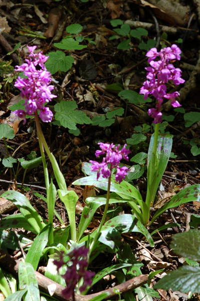 Orchis mâle - Orchis mascula 310