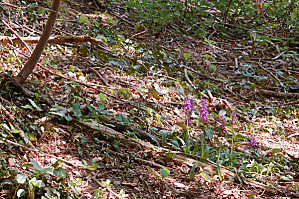 Orchis mâle - Orchis mascula 410