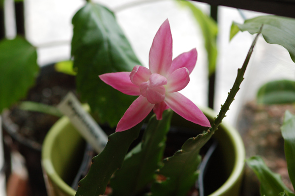 Disocactus phyllanthoides - cactus-orchidée Disoca10