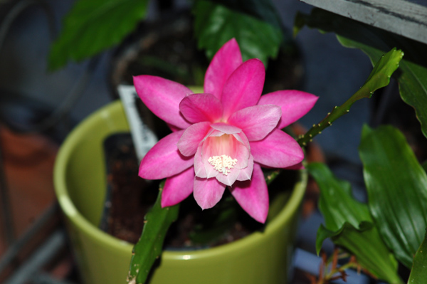 Disocactus phyllanthoides - cactus-orchidée Disoca11