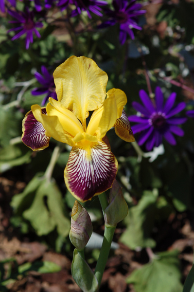 Floraisons de nos Iris barbus 2013 - Page 7 Iris12