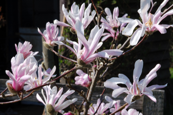 Mon jardin - Page 2 Magnol16