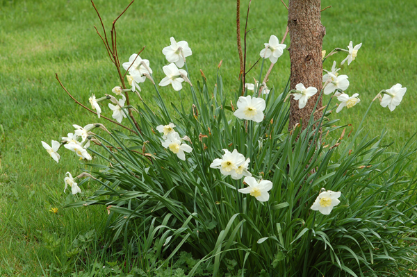 Mon jardin - Page 2 Narcis10