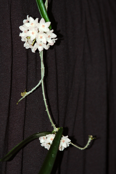 Hoya shepherdii (ou longifolia ?) Shephe11
