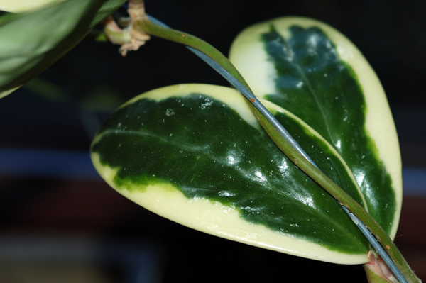 Hoya verticillata je crois Vertic11