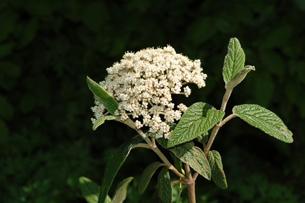 Viburnum rhytidophyllum Vib_rh11