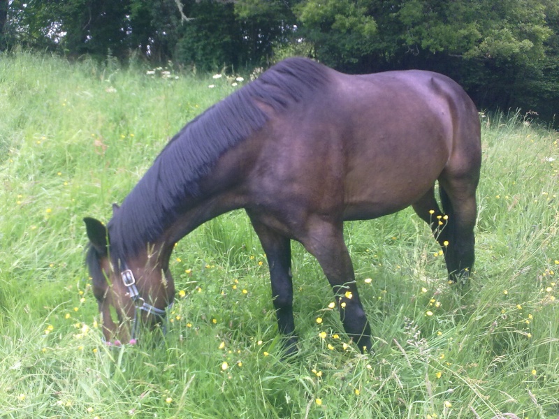 QUICKSILVER - TA né en 2002 - adopté en mai 2013 par Heush23 08062014