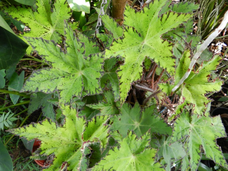 Begonia 05_mai16