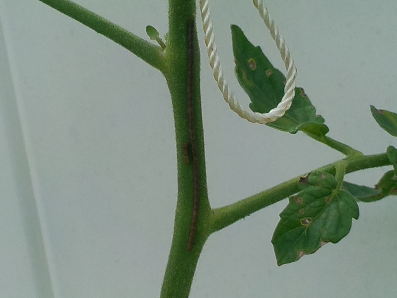 Found this on my tomato plant Img_2011