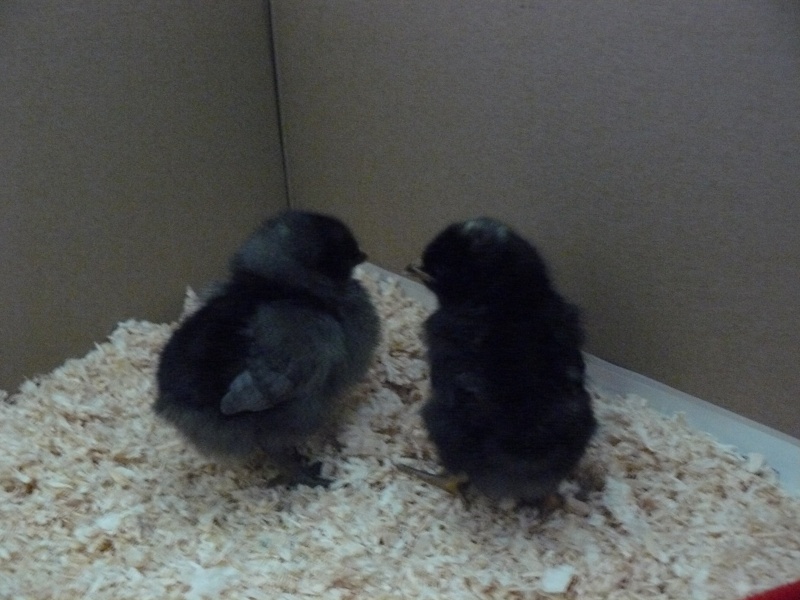 voici mes poules (poussins) P1060211