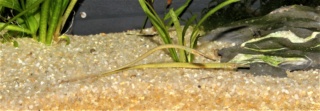 Microphis deocata (Hippocampes d'eau douce ou Syngnathes) Img_1811
