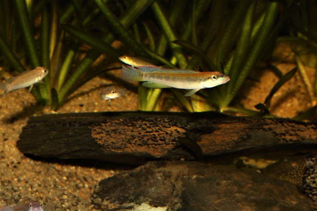 Teleocichla proselytus Img_2110