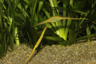 Microphis deocata (Hippocampes d'eau douce ou Syngnathes) Img_3513