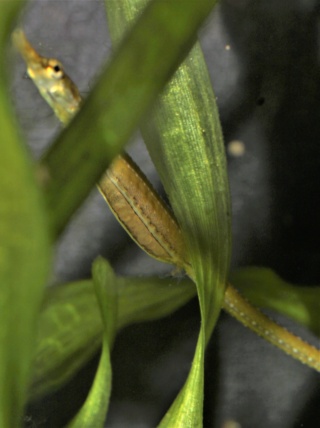 Microphis deocata (Hippocampes d'eau douce ou Syngnathes) Img_3810