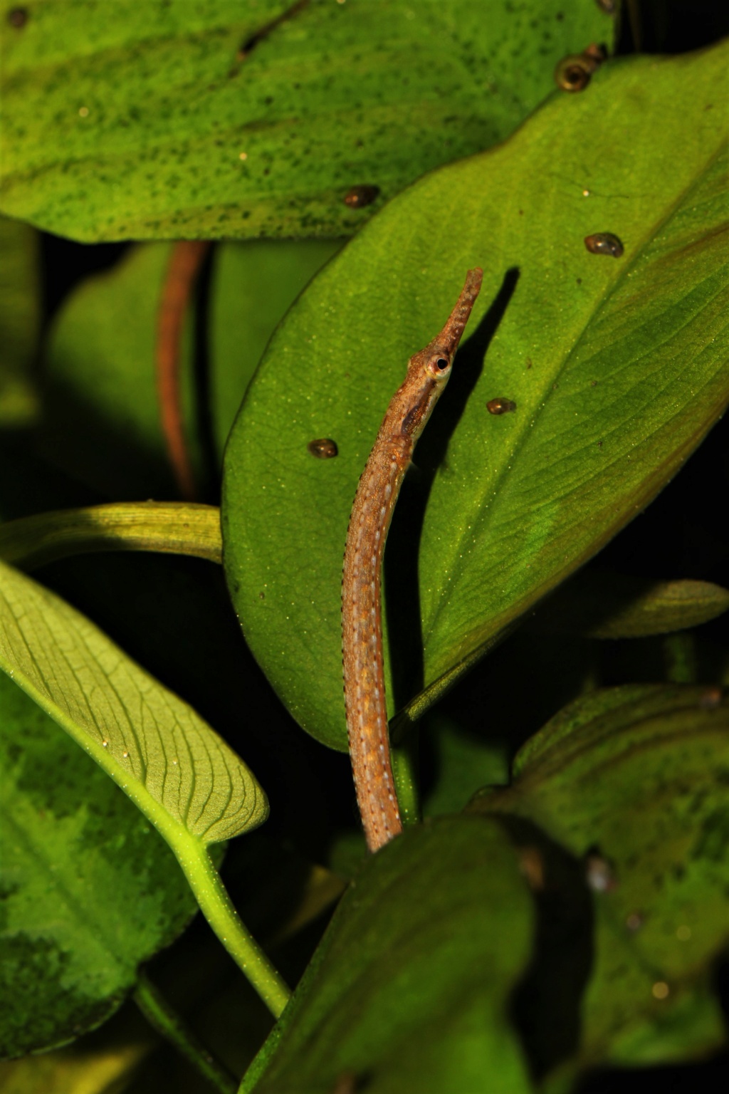 Microphis deocata (Hippocampes d'eau douce ou Syngnathes) - Page 6 Img_5810