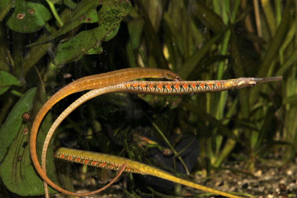 Microphis deocata (Hippocampes d'eau douce ou Syngnathes) - Page 6 Img_5910