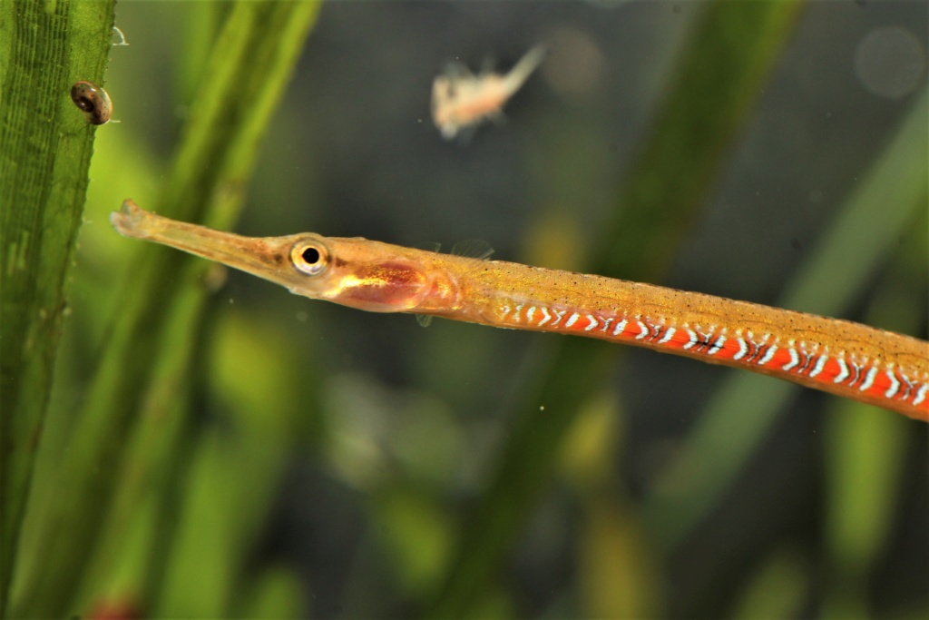 Microphis deocata (Hippocampes d'eau douce ou Syngnathes) - Page 4 Img_8515