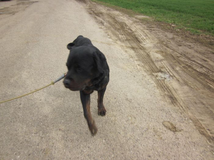 Elvis, rottweiler né en 07-09. Refuge SPA Amance Img_8539