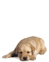 Нет новых сообщений Нет новых сообщений