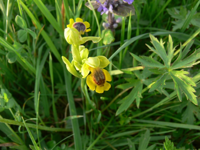 nos orchidées Photos12