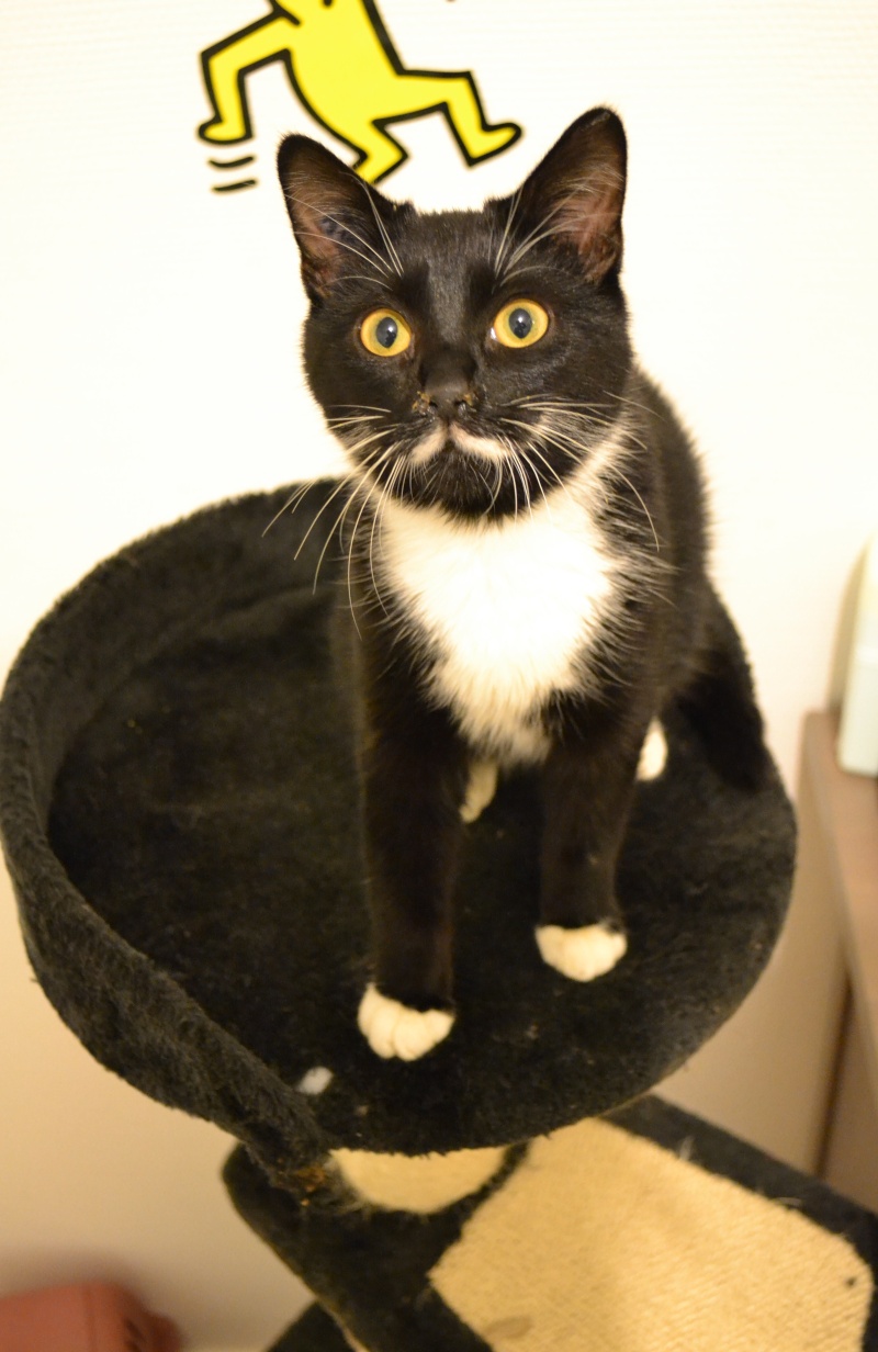 Luigi, petit moustachu sorti de Béthune fin novembre 2012 Dsc_0014