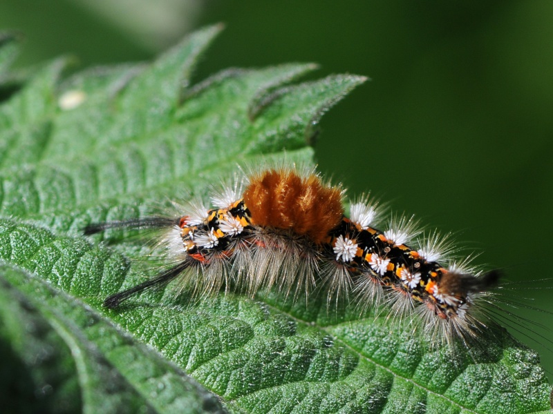 [Soucieuse (Orgyia recens)] ID chenille qui me donne du souci Dzn_1212