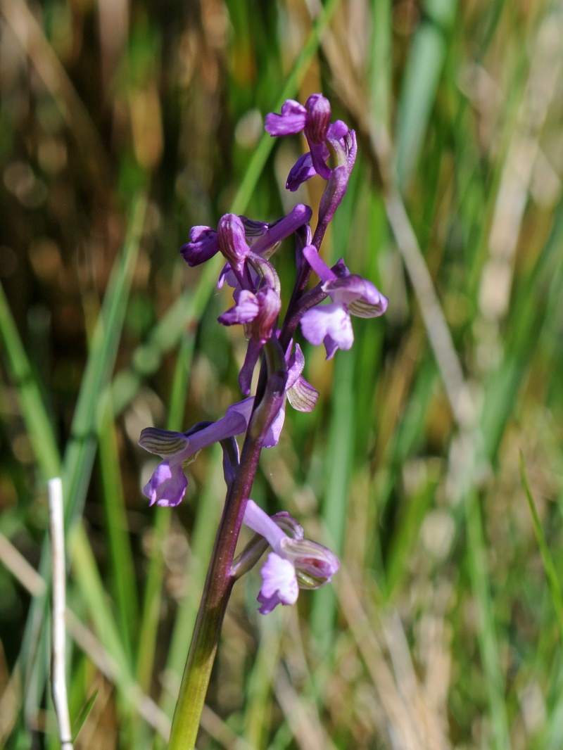 Identification d'une orchidée Dzn_1310