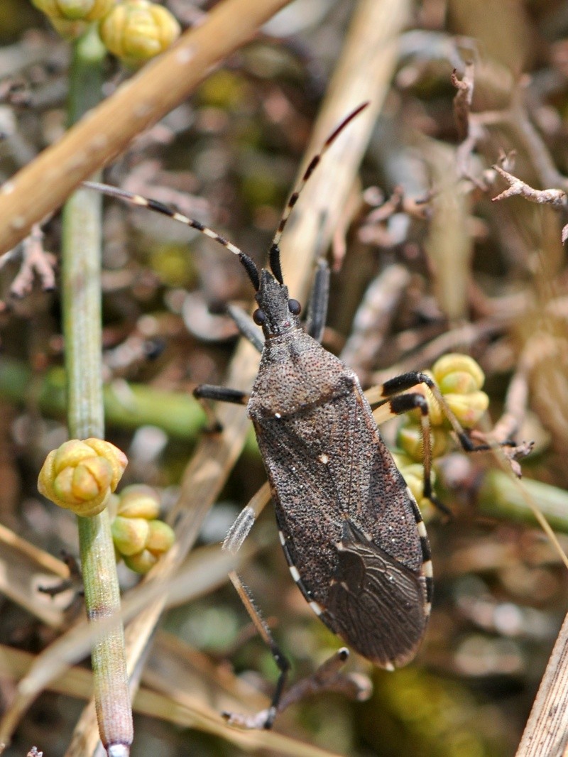 [Dicranocephalus agilis] Identification d'un hémiptère des dunes Dzn_2411