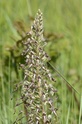 Identification d'une orchidée Bretonne _dse1210