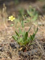 petite fleur jaune des dunes (Tuberaria guttata) _dse1411