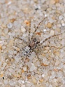 Identification d'une Araignée Dyn_9311