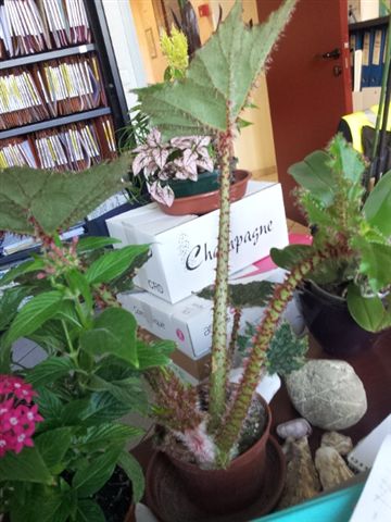 les plantes dans mon bureau Bego110
