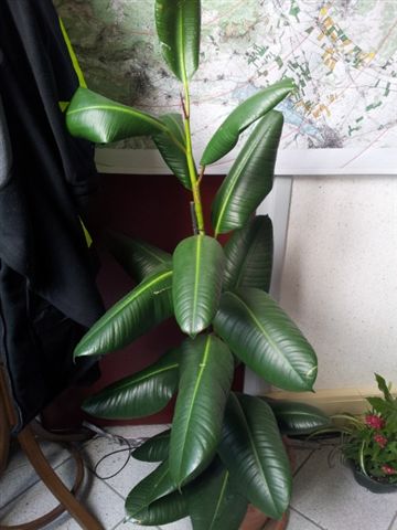 les plantes dans mon bureau Ficus_10