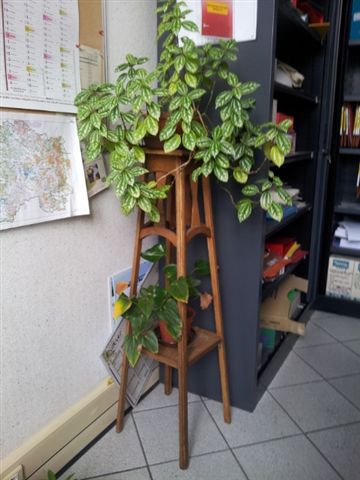 les plantes dans mon bureau Fleur_10