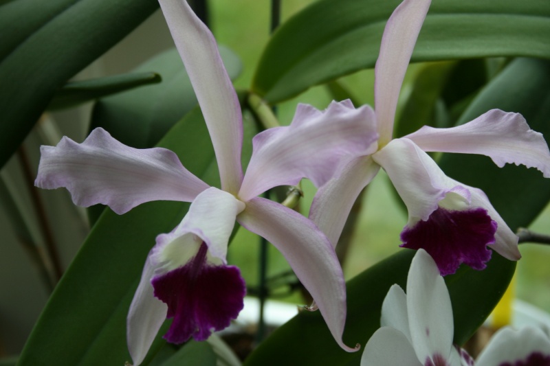 cattleya intermedia Laelia purpurata Img_5910