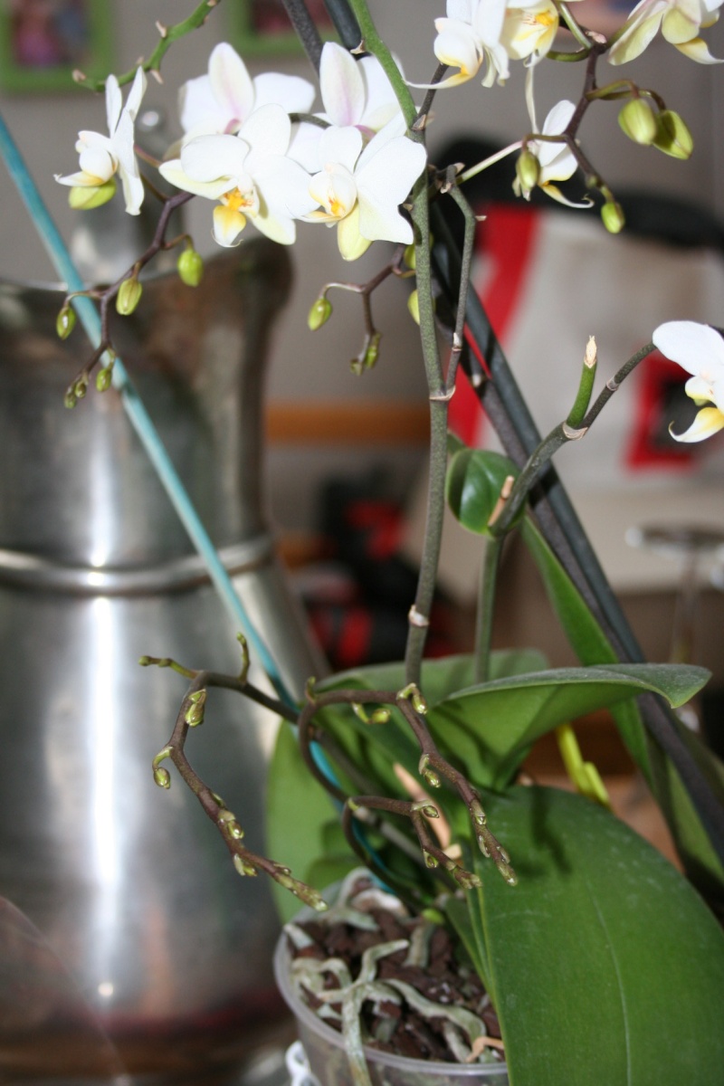 Phalaenopsis blanc multiflora ! Img_5915