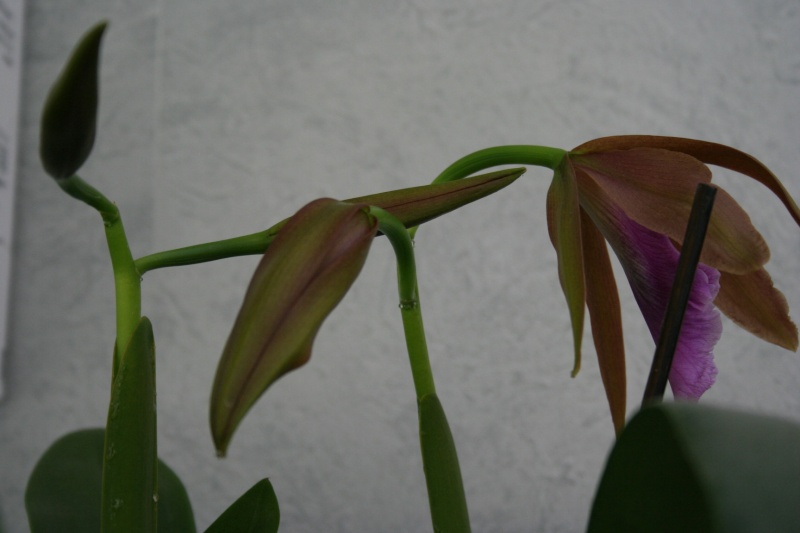 laelia tenebrosa Img_6214