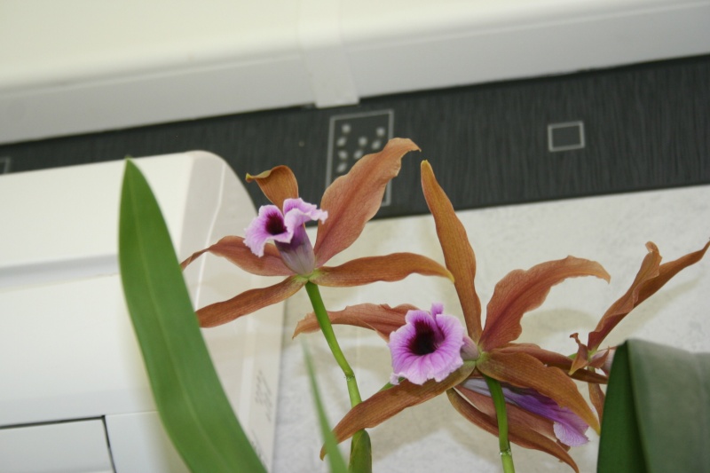 laelia tenebrosa Img_6236