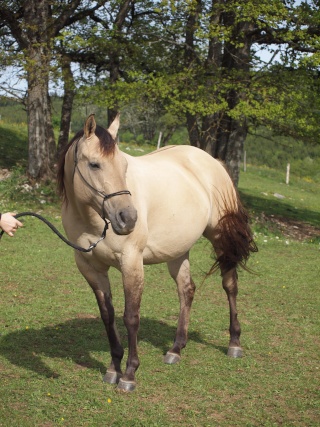 abs quarter horse ( 25 doubs ) P5173110