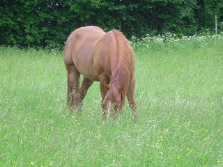 abs quarter horse ( 25 doubs ) Photo_14
