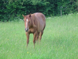 abs quarter horse ( 25 doubs ) Photo_17